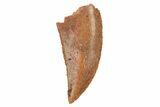 Serrated, Raptor Tooth - Real Dinosaur Tooth #228801-1